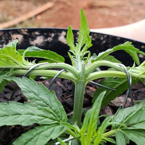 The plant 01 growlog photo: LST feito em mais 4 pontos da planta 