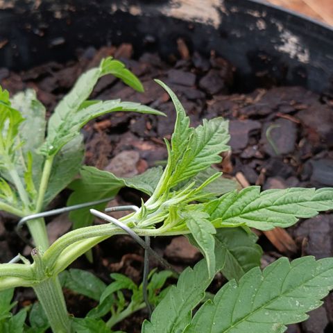 The plant 01 growlog photo: LST feito em mais 4 pontos da planta 