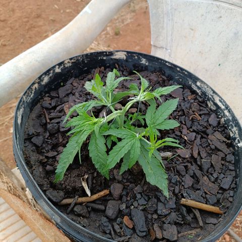 The plant 01 growlog photo: LST feito em mais 4 pontos da planta 