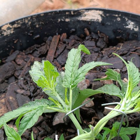 The plant 01 growlog photo: LST feito em mais 4 pontos da planta 