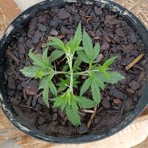 The plant 01 growlog photo: LST feito em mais 4 pontos da planta 