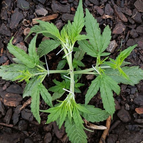 The plant 01 growlog photo: LST feito em mais 4 pontos da planta 
