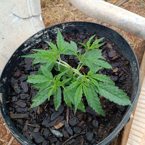 The plant 01 growlog photo: Planta está perfeita e cresendo lindamente
