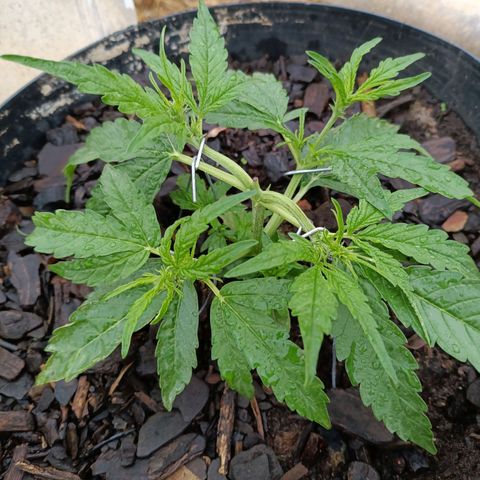 The plant 01 growlog photo: Planta está perfeita e cresendo lindamente
