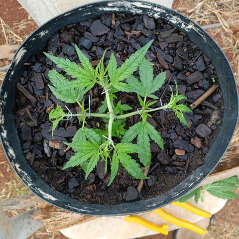 The plant 01 growlog photo: Removi as folhas mais velhas e grandes