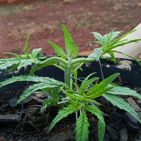 The plant 01 growlog photo: Removi as folhas mais velhas e grandes
