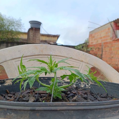 The plant 01 growlog photo: Removi as folhas mais velhas e grandes