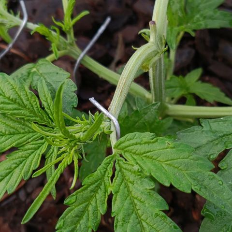 The plant 01 growlog photo: Removi as folhas mais velhas e grandes