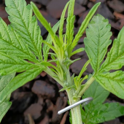 The plant 01 growlog photo: Removi as folhas mais velhas e grandes