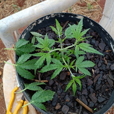 The plant 01 growlog photo: Removi as folhas mais velhas e grandes