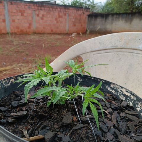 The plant 01 growlog photo: Removi as folhas mais velhas e grandes