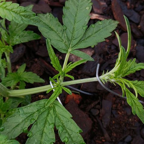 The plant 01 growlog photo: Removi as folhas mais velhas e grandes