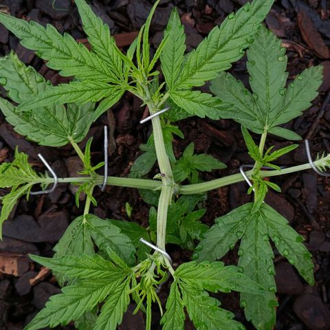 The plant 01 growlog photo: Removi as folhas mais velhas e grandes