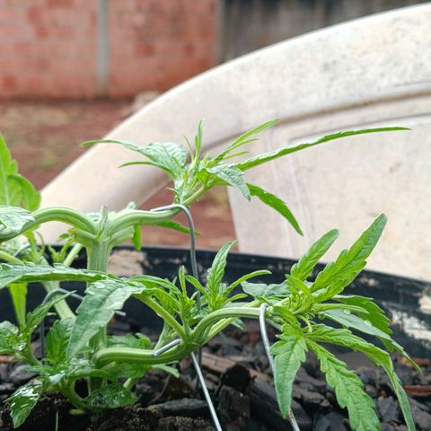The plant 01 growlog timeline photo