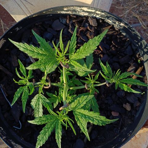 The plant 01 growlog timeline photo