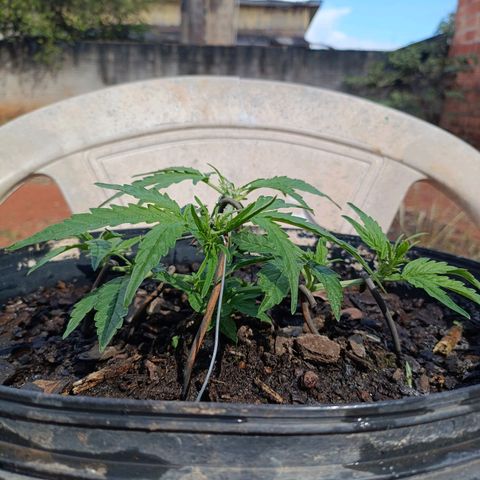 The plant 01 growlog photo: Lindo cresminento