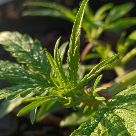 The plant 01 growlog photo: Lindo cresminento