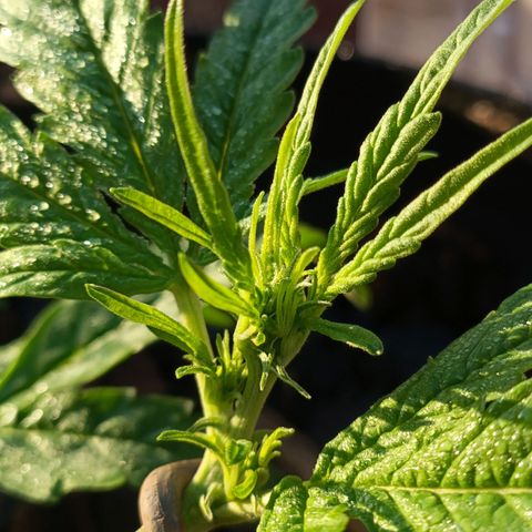 The plant 01 growlog photo: Lindo cresminento
