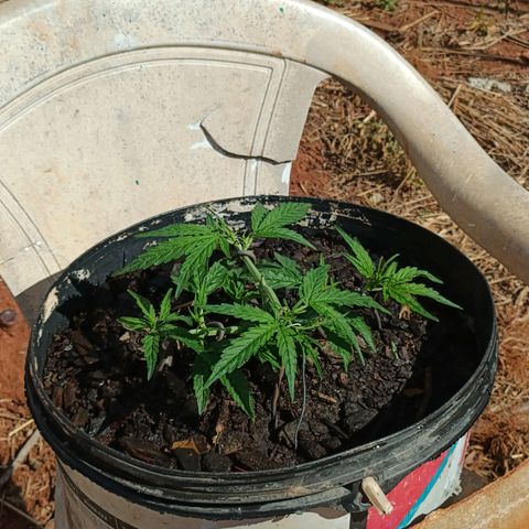 The plant 01 growlog photo: Lindo cresminento