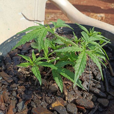 The plant 01 growlog photo: Lindo cresminento