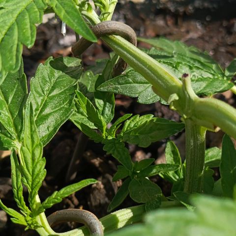 The plant 01 growlog photo: Lindo cresminento