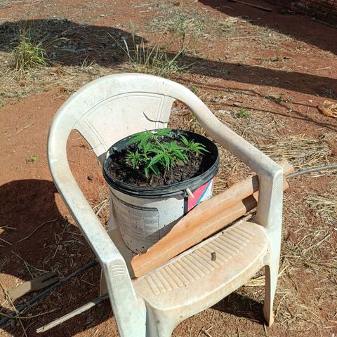 The plant 01 growlog photo: Lindo cresminento