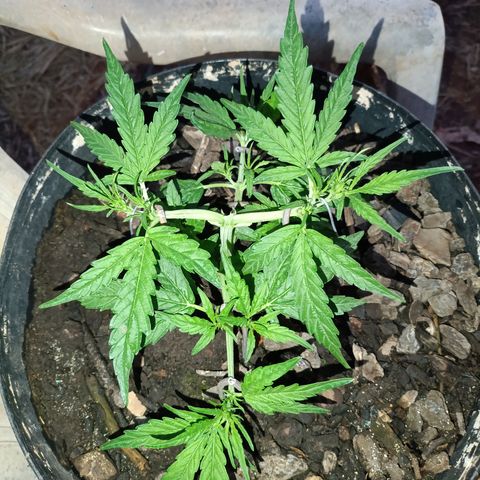 The plant 01 growlog photo: Planta está crescendo lindamente