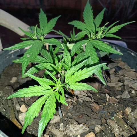 The plant 01 growlog photo: Planta está crescendo lindamente