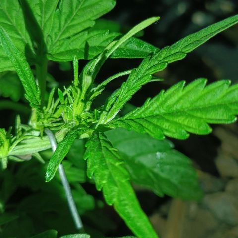 The plant 01 growlog photo: Planta está crescendo lindamente