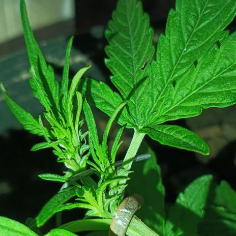 The plant 01 growlog photo: Planta está crescendo lindamente