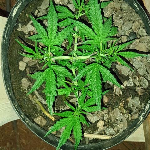 The plant 01 growlog photo: Passando do vaso