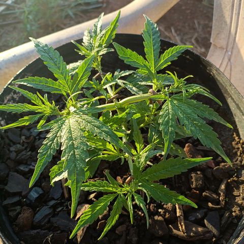The plant 01 growlog timeline photo