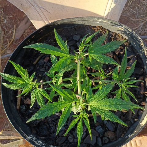 The plant 01 growlog timeline photo