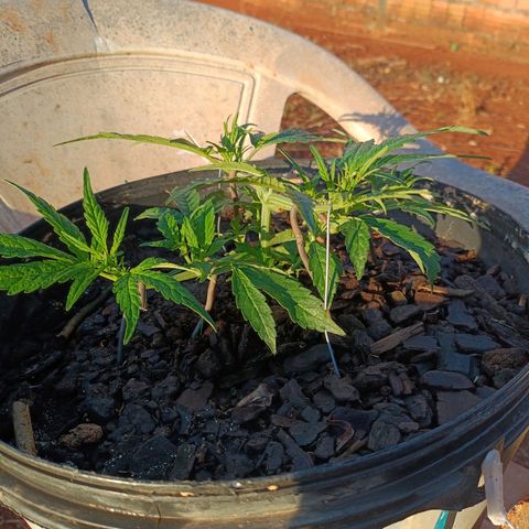 The plant 01 growlog timeline photo