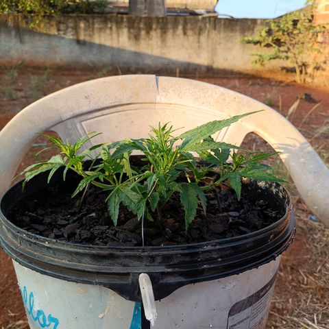 The plant 01 growlog photo: Lindona