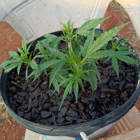 The plant 01 growlog photo: Lindona