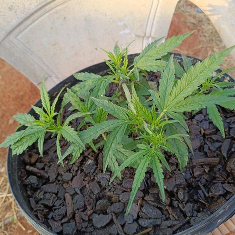 The plant 01 growlog photo: Lindona