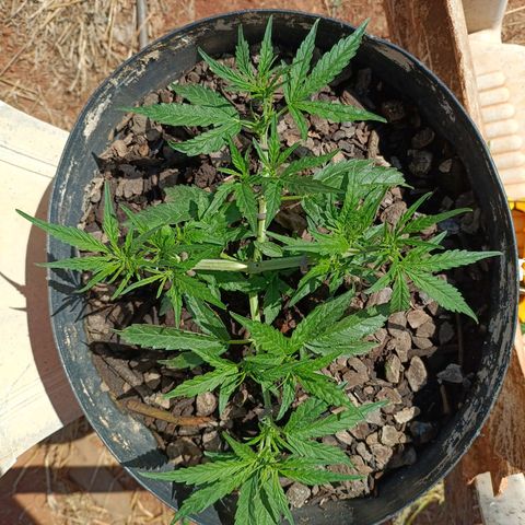 The plant 01 growlog photo: Após remoção das folhas