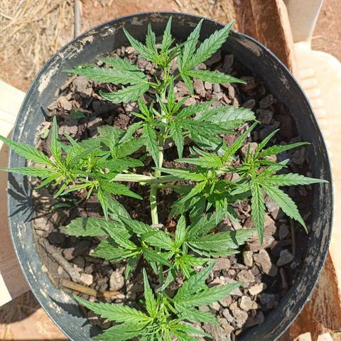 The plant 01 growlog photo: Após remoção das folhas