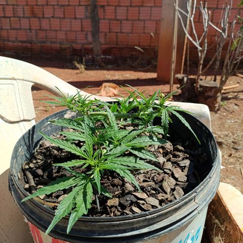 The plant 01 growlog photo: Após remoção das folhas