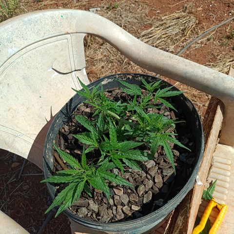 The plant 01 growlog photo: Após remoção das folhas