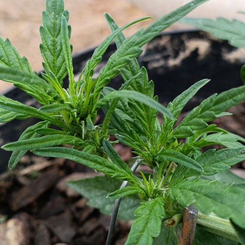 The plant 01 growlog photo: A planta parece estar entrando na flora mas vou aguardar mas alguns dias pra confirmar 