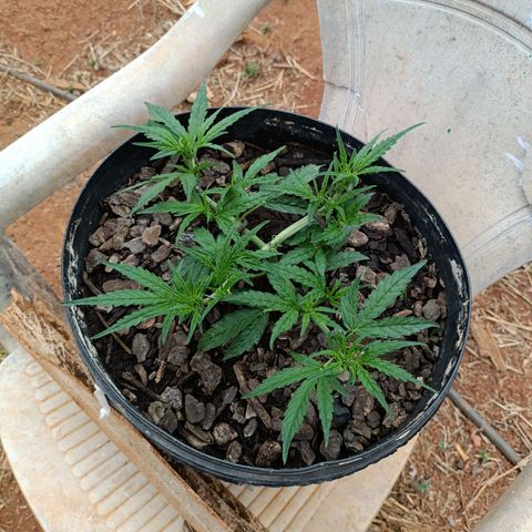The plant 01 growlog photo: A planta parece estar entrando na flora mas vou aguardar mas alguns dias pra confirmar 