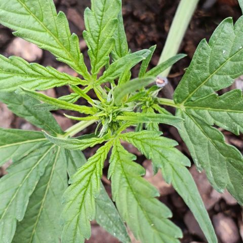 The plant 01 growlog photo: A planta parece estar entrando na flora mas vou aguardar mas alguns dias pra confirmar 