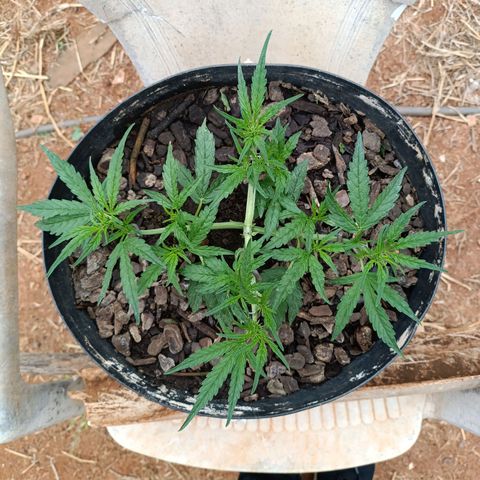 The plant 01 growlog photo: A planta parece estar entrando na flora mas vou aguardar mas alguns dias pra confirmar 