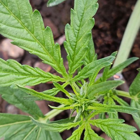 The plant 01 growlog photo: A planta parece estar entrando na flora mas vou aguardar mas alguns dias pra confirmar 