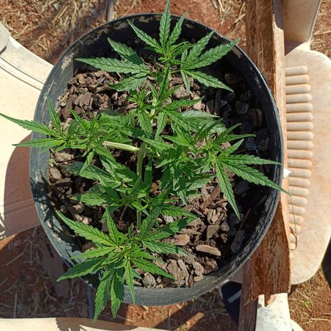 The plant 01 growlog photo: Como ficou antes e depois de mudar os ganchos e defoliar mais
