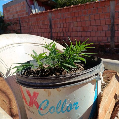 The plant 01 growlog photo: Como ficou antes e depois de mudar os ganchos e defoliar mais