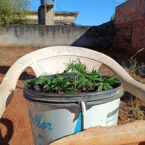 The plant 01 growlog photo: Como ficou antes e depois de mudar os ganchos e defoliar mais