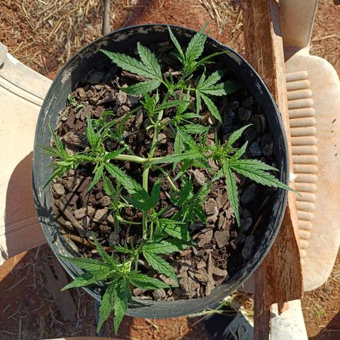 The plant 01 growlog photo: Como ficou antes e depois de mudar os ganchos e defoliar mais